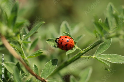 Beautiful ladybug on a flower, ladybug in nature and its marks