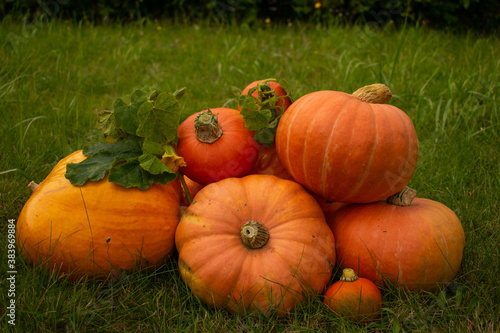 pumpkins on the grass