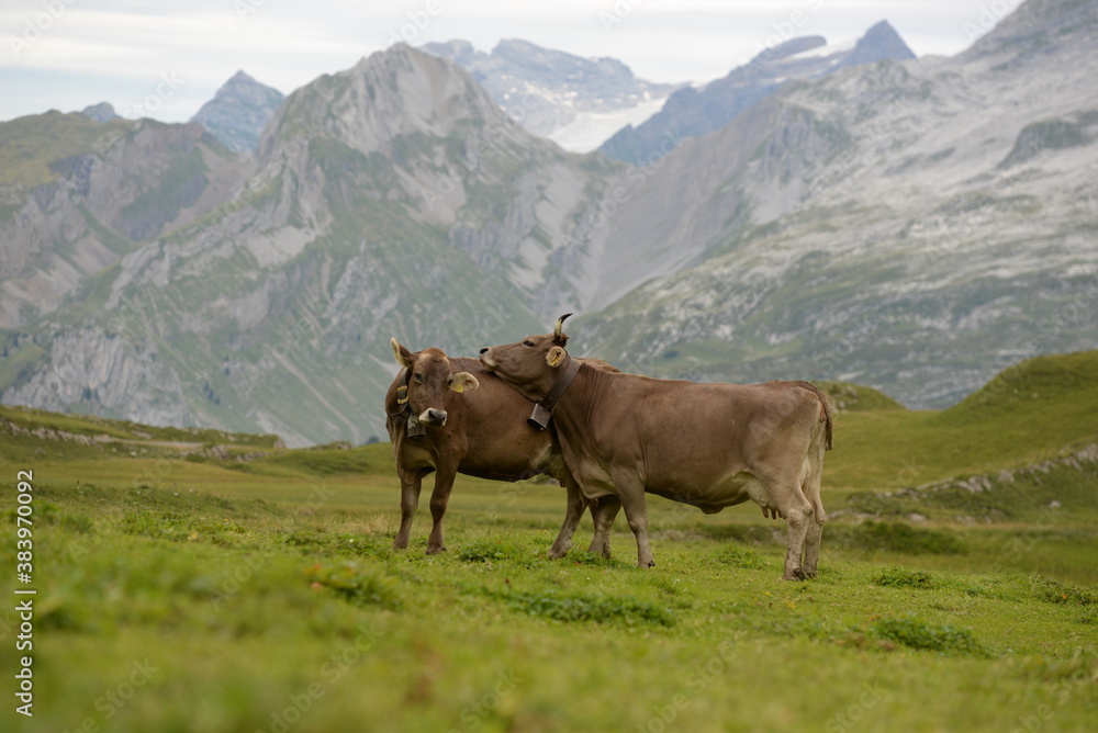 Almleben. <<kühe und Kälber in den Schweizer Alpen