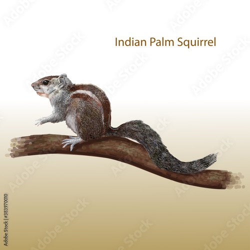 Indian Palm Squirrel on a tree branch