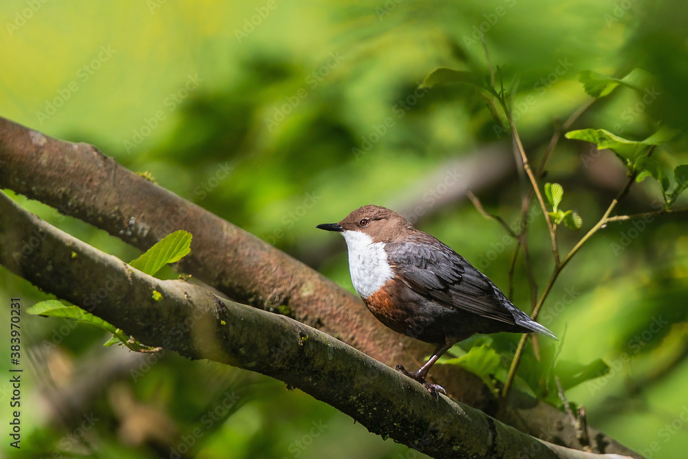 Fototapeta premium Common Dipper (Cinclus cinclus), Hesse, Germany