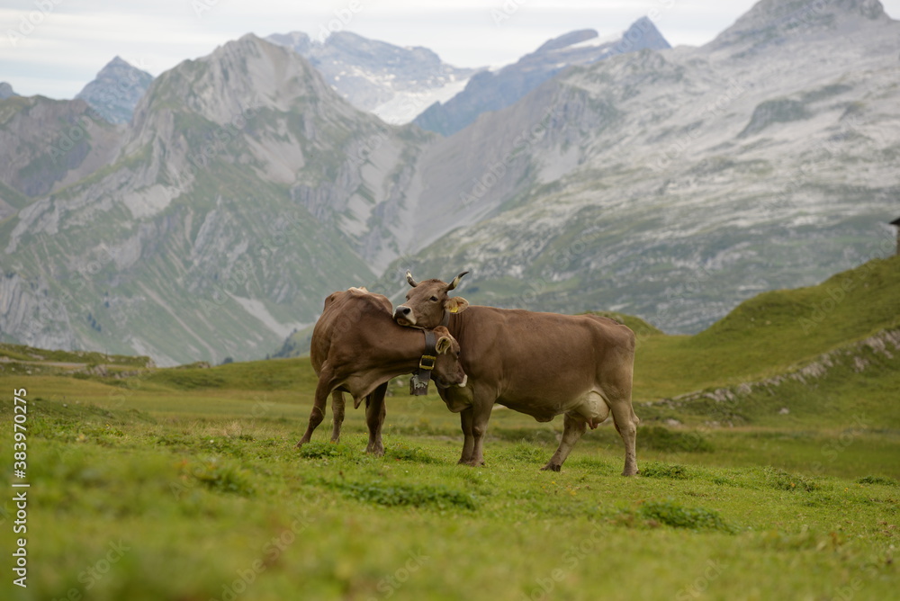 Almleben. <<kühe und Kälber in den Schweizer Alpen Almleben. <<kühe und Kälber in den Schweizer Alpen