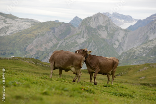Almleben.   kühe und Kälber in den Schweizer Alpen © Grubärin