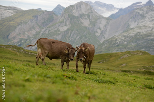 Almleben.   kühe und Kälber in den Schweizer Alpen © Grubärin