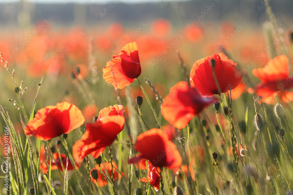 Ein Mohnfeld im Sommer
