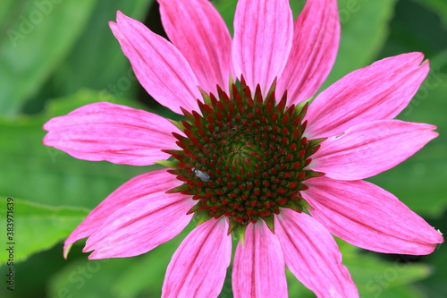 Echinacea flower