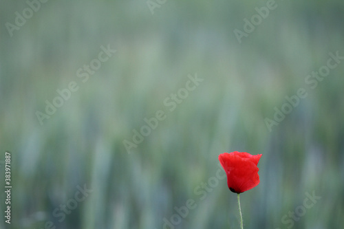 Mohn im Sommer