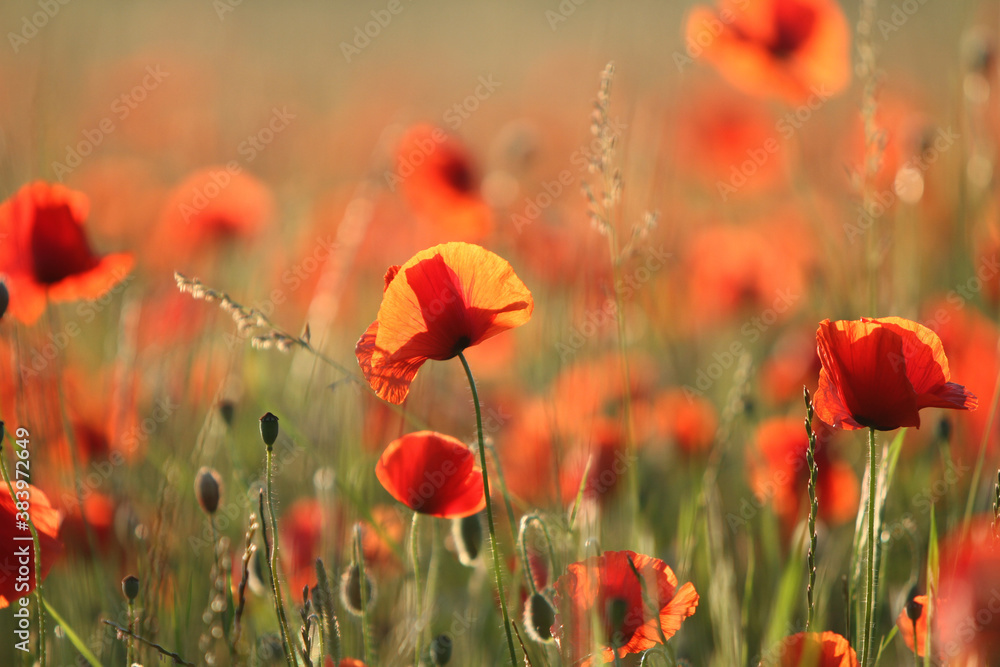 Obraz premium Ein Mohnfeld im Sommer