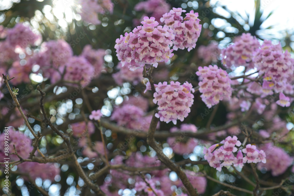 Fototapeta premium Spring flowers, friends of Ippe 