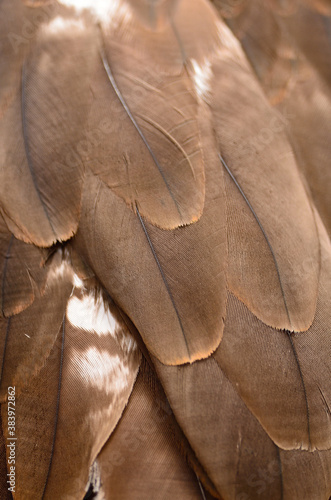 Fotografie Black Kite feather