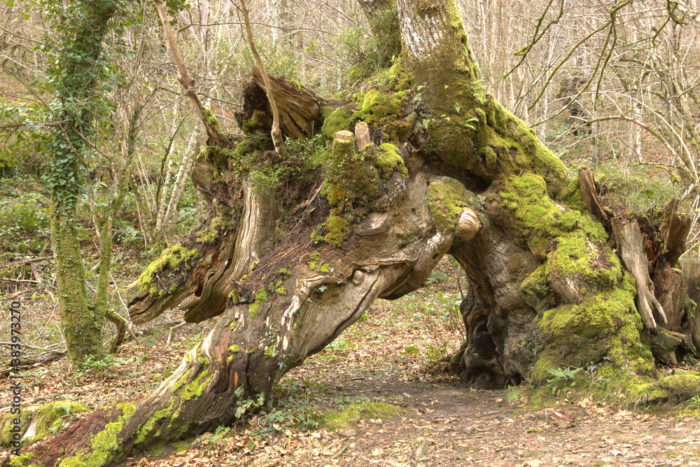 Ancient beech twisted by time