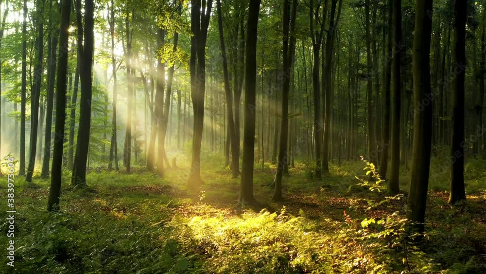 morning in the forest morning in the forest