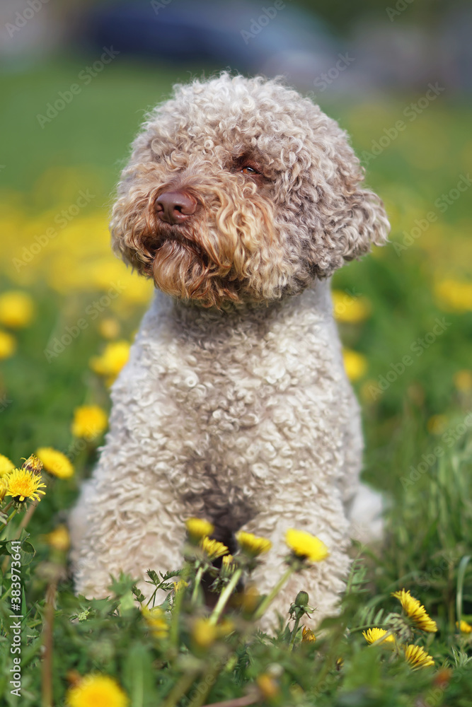 Brown roan Lagotto Romagnolo dog sitting on a green grass with yellow dandelion flowers in spring Brown roan Lagotto Romagnolo dog sitting on a green grass with yellow dandelion flowers in spring