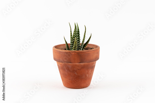 Succulent. Plant Haworthia limifolia or Crocodile Skin. Cactus on brown ceramic pot.