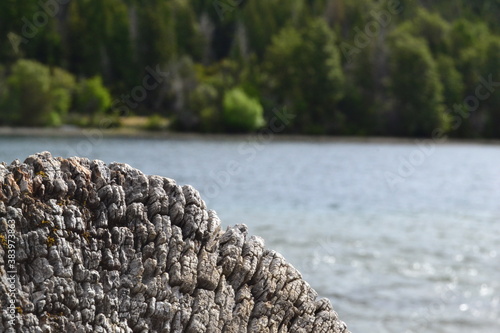 tree trunk and river