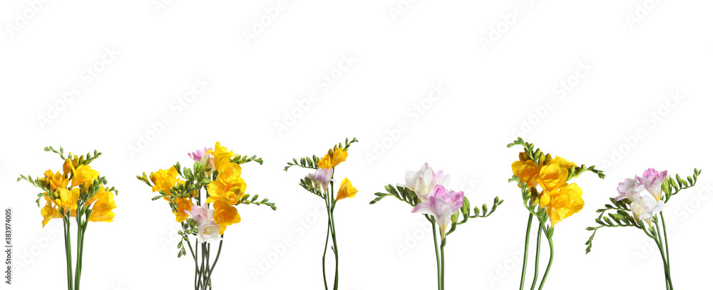 Set of yellow and pink freesia flowers on white background, banner design