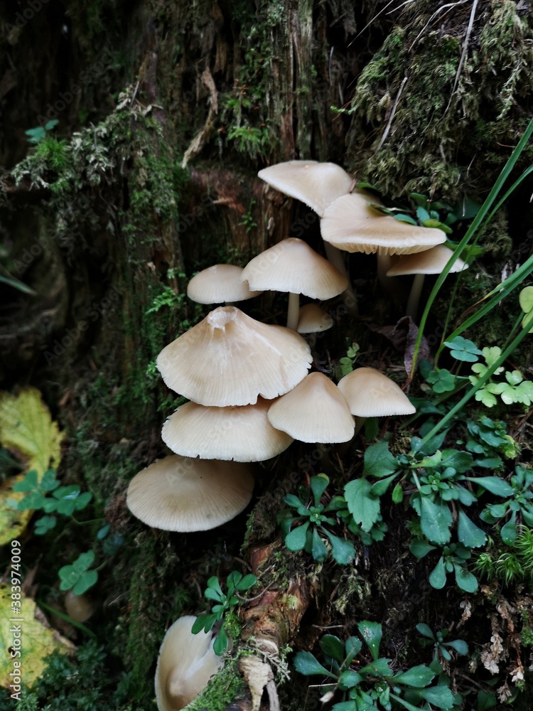 Wild mushroom in the forest Wild mushroom in the forest
