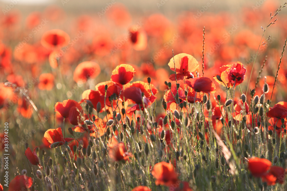 Obraz premium Ein Mohnfeld im Sommer