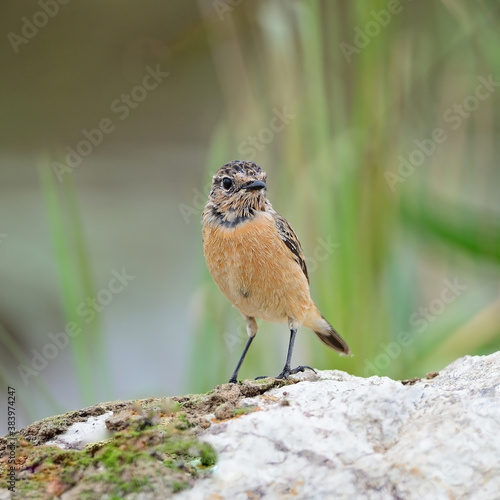 female Eastern Stonechat photo