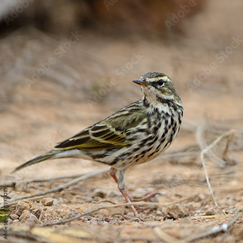 Rosy Pipit photo