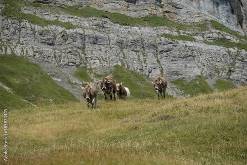 Almleben. <<kühe und Kälber in den Schweizer Alpen