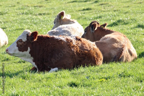 cows lying in the field
