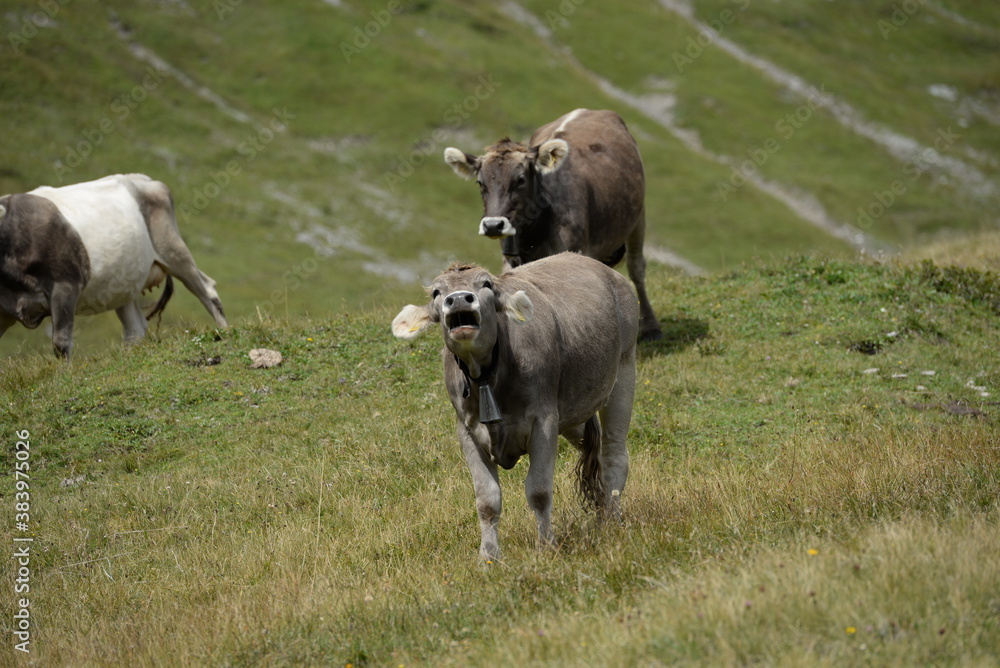 Almleben. <<kühe und Kälber in den Schweizer Alpen Almleben. <<kühe und Kälber in den Schweizer Alpen