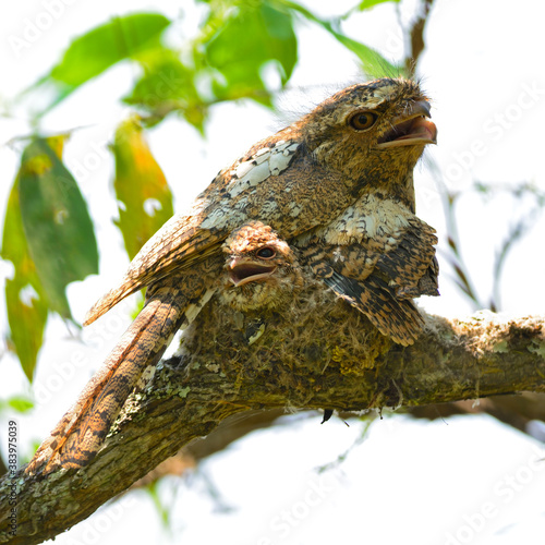 Hodgson Frogmouth photo