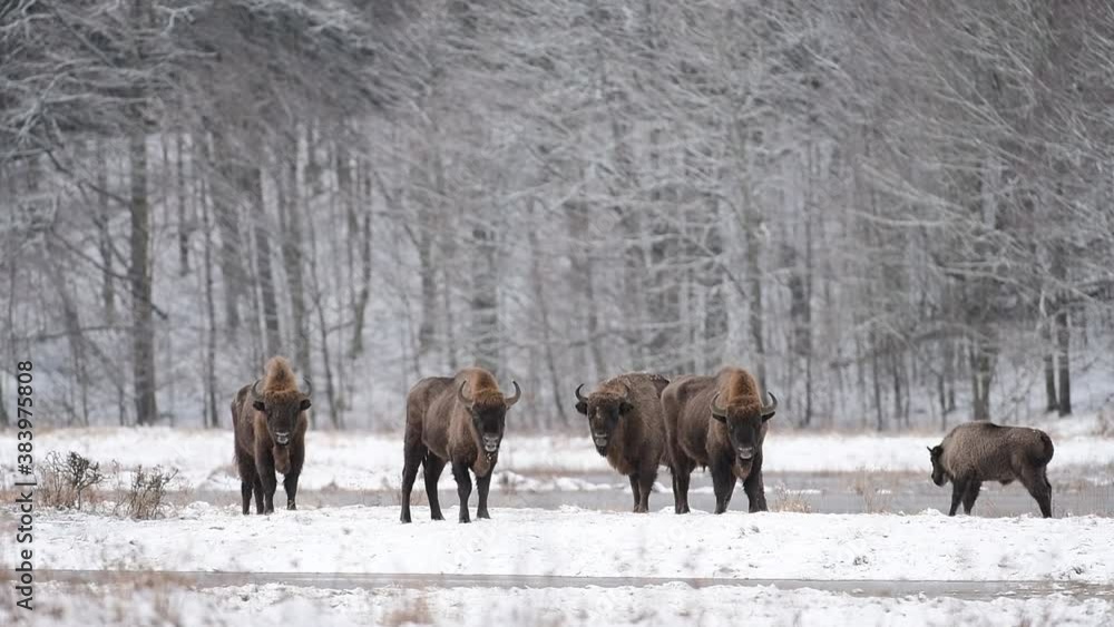 European bison ( Bison bonasus) European bison ( Bison bonasus)