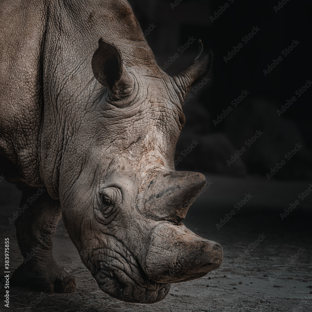 Obraz premium White rhino head closeup on dark background