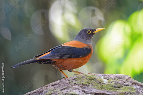 Chestnut Thrush photo