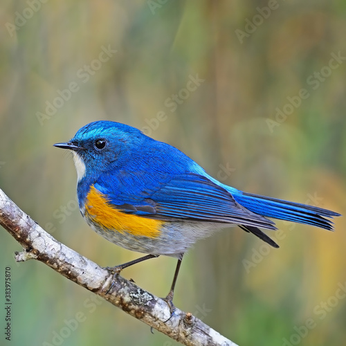 male Himalayan Bluetail photo