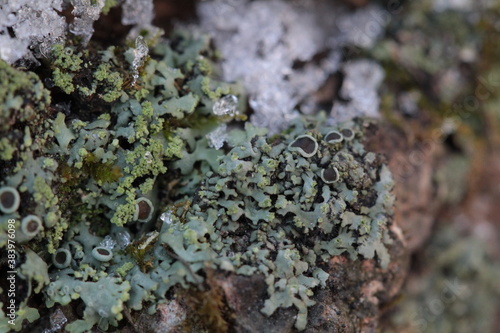 Lichen with snow