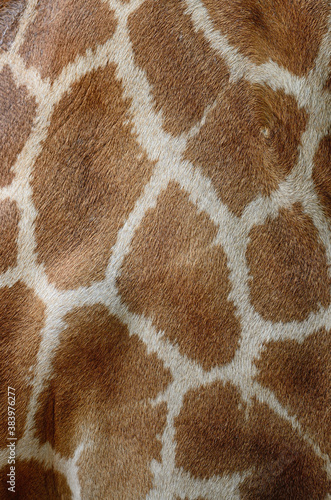 Canvastavla Giraffe skin