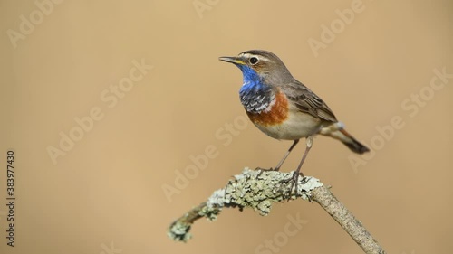 Bluethroat bird close up ( Luscinia svecica ) photo