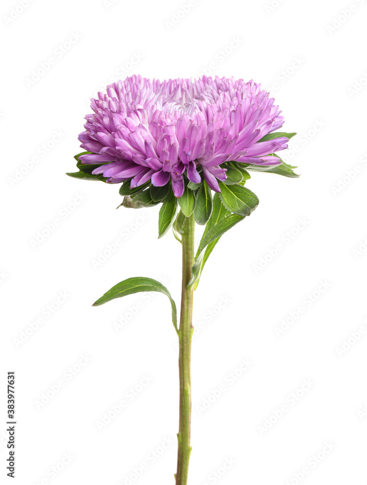 Beautiful bright aster flower on white background Beautiful bright aster flower on white background