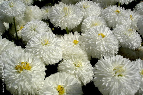 White chrysanthemums bloom