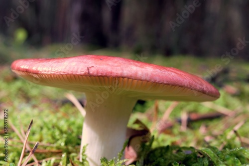 A red hat and white handle toadstool growing on moss in the forest.