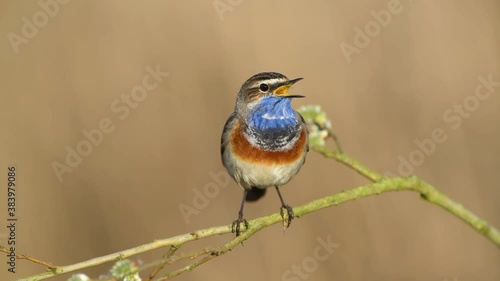 Bluethroat bird close up ( Luscinia svecica )