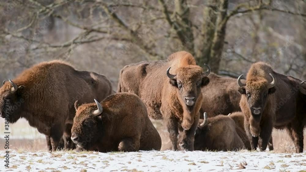 European bison ( Bison bonasus) European bison ( Bison bonasus)