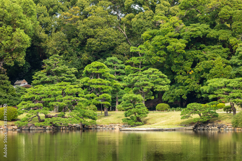 日本庭園にある池と林と森