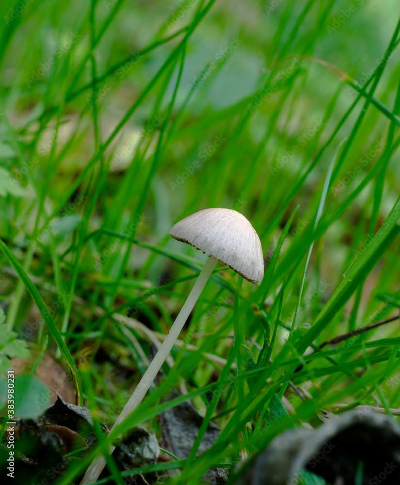One of the many varieties of mushrooms growing on damp forest floors in Europe.
One of the many varieties of mushrooms growing on damp forest floors in Europe.