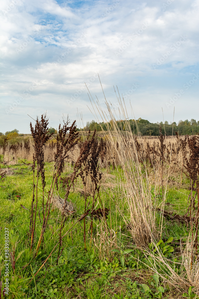 Field with yellow dry grass and Rumex confertus. Tall stalks of dry grass. Forest on the horizon. Blue sky with white clouds. Autumn wildlife landscape Field with yellow dry grass and Rumex confertus. Tall stalks of dry grass. Forest on the horizon. Blue sky with white clouds. Autumn wildlife landscape