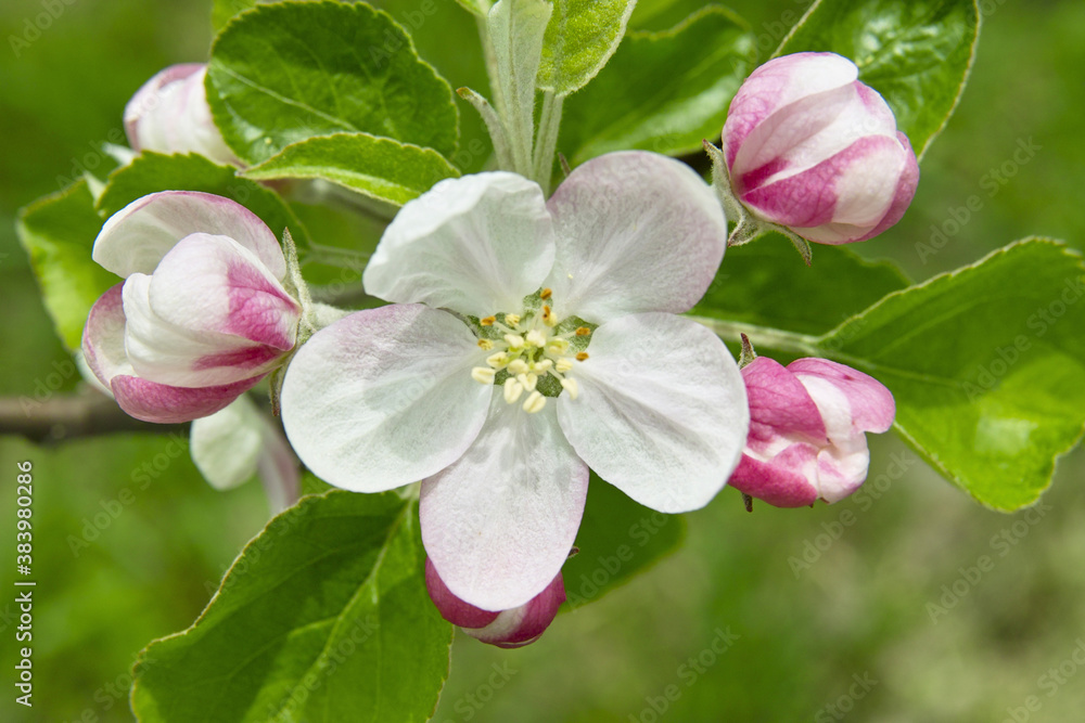 Obraz premium りんごの花