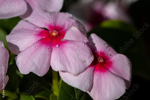 close up of pink flower