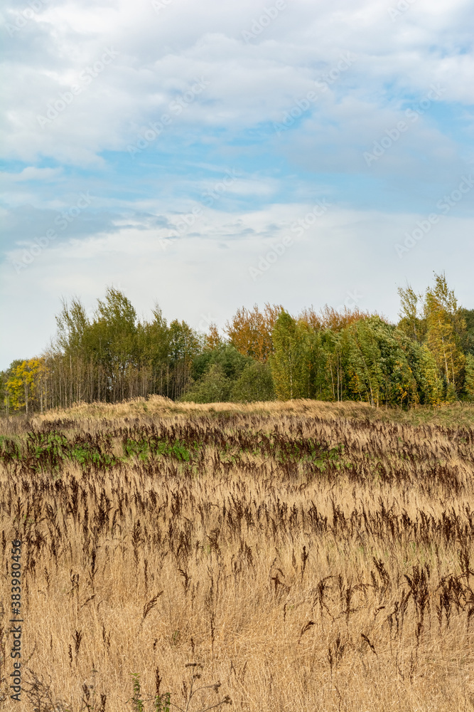 Field with yellow dry grass and Rumex confertus. Tall stalks of dry grass. Forest on the horizon. Blue sky with white clouds. Autumn wildlife landscape Field with yellow dry grass and Rumex confertus. Tall stalks of dry grass. Forest on the horizon. Blue sky with white clouds. Autumn wildlife landscape