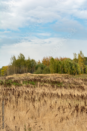 Field with yellow dry grass and Rumex confertus. Tall stalks of dry grass. Forest on the horizon. Blue sky with white clouds. Autumn wildlife landscape