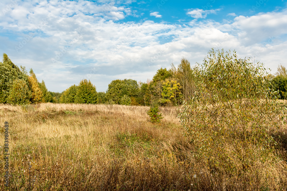 Field with yellow dry grass. Forest on the horizon. Blue sky with white clouds. Autumn wildlife landscape of Europe