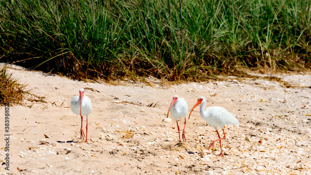 Dune landscape with three Ibises, Florida, USA