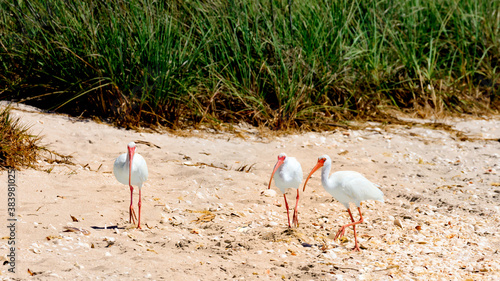 Obraz na płótnie Dune landscape with three Ibises, Florida, USA w salonie